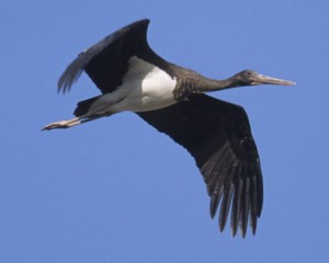 blackstork